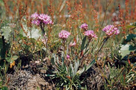 Слика од Silene suecica (Loddiges) Greuter & Burdet