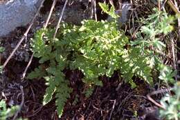 Image of Lady ferns and brittle ferns