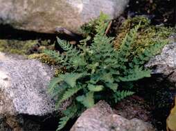 Image of Lady ferns and brittle ferns