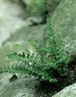 Image of Lady ferns and brittle ferns