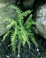 Image of <i>Woodsia polystichioides</i>