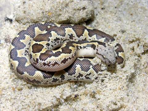 Image of Sand Boas