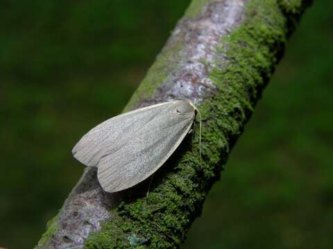 Image of dingy footman