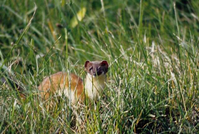 Image of weasels