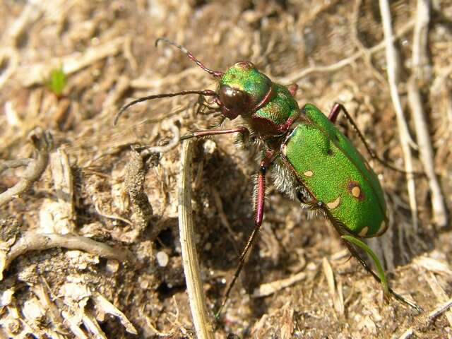 Image of tiger beetles