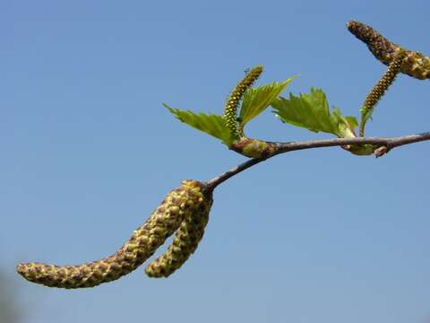 Image of birch family