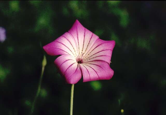 Image of narrow corncockle