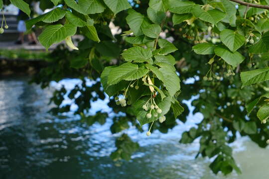 Image of Basswood