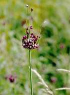 Allium scorodoprasum L.的圖片