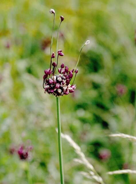 Allium scorodoprasum L.的圖片