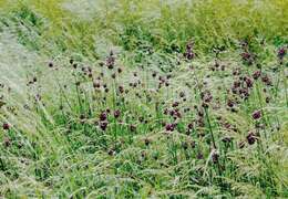 Allium scorodoprasum L.的圖片