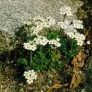 Image of Sweet-Flower Rock-Jasmine