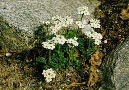 Image of Sweet-Flower Rock-Jasmine