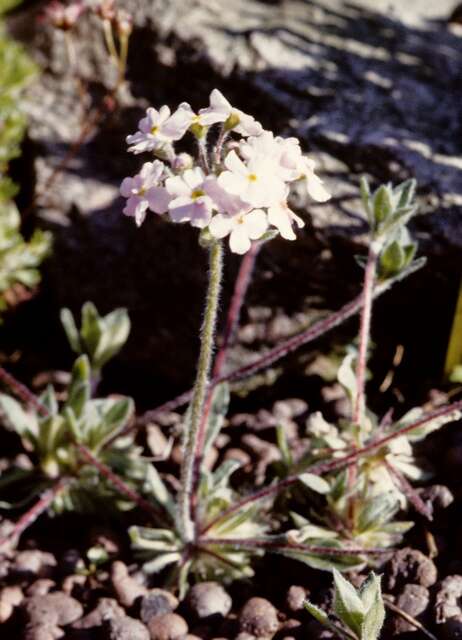 Image of Androsace sarmentosa Wall.