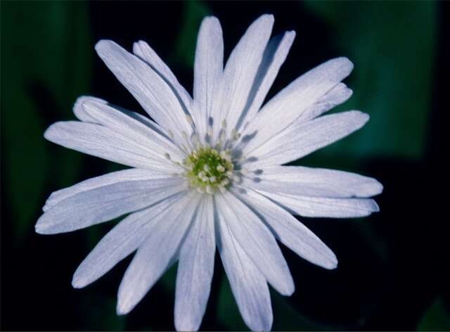 Image of <i>Anemone apennina</i> var. <i>pallida</i>