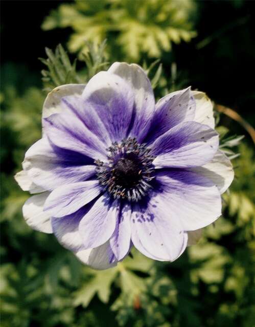 Image of anemone