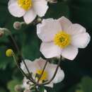 Image of <i>Anemone japonica</i>