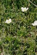 Image of anemone