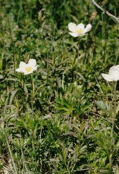 Plancia ëd Anemone