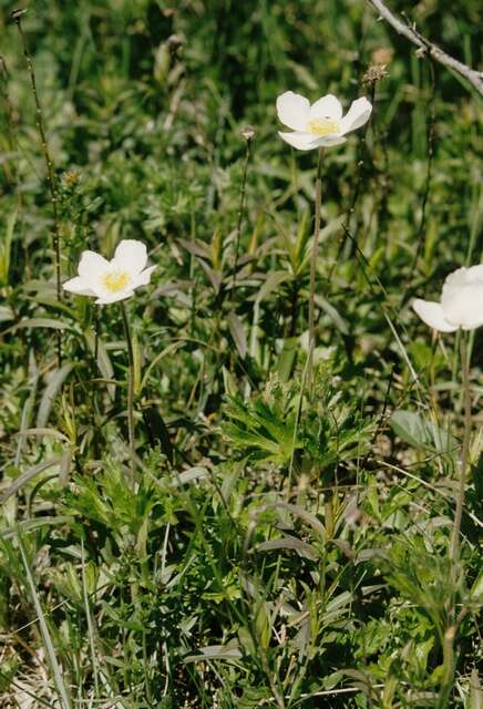 Plancia ëd Anemone