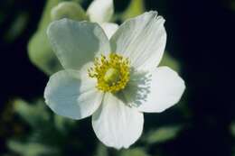 Image of anemone