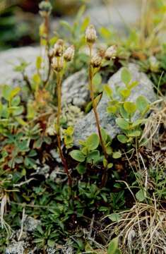 Image de Antennaria nordhageniana Rune & Rönning