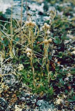 Image of alpine pussytoes