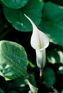 Image of <i>Arisaema candidissima</i>