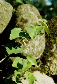 Plancia ëd Aristolochia