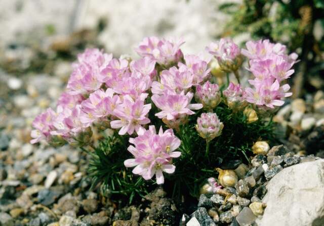 Image of Sea Pinks