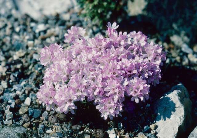 Image of Sea Pinks