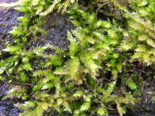 Image of brachythecium moss