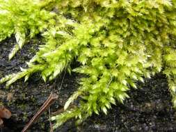 Image of brachythecium moss