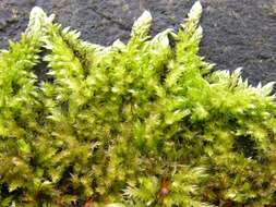 Image of brachythecium moss