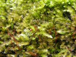 Image of brachythecium moss