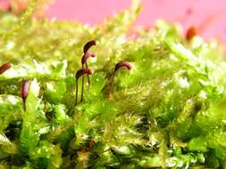 Image of brachythecium moss