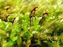 Image of brachythecium moss