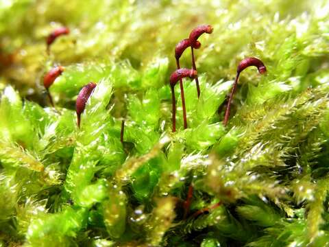 Image of brachythecium moss