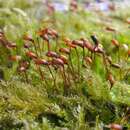 Image of rough-stalked feather-moss