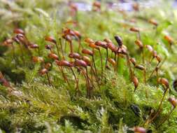 Image of rough-stalked feather-moss