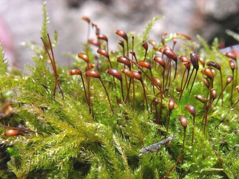 Image of rough-stalked feather-moss