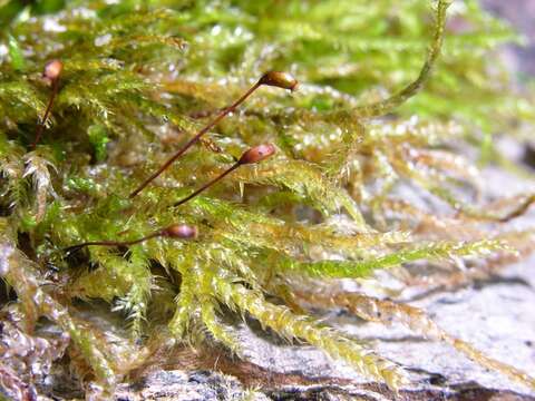 Image of rough-stalked feather-moss