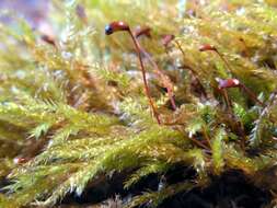 Image of rough-stalked feather-moss