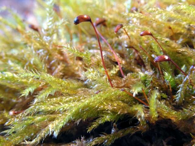 Image of rough-stalked feather-moss