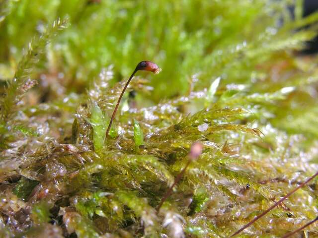 Image of rough-stalked feather-moss