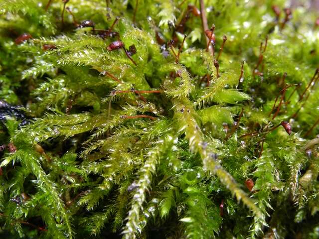 Image of rough-stalked feather-moss