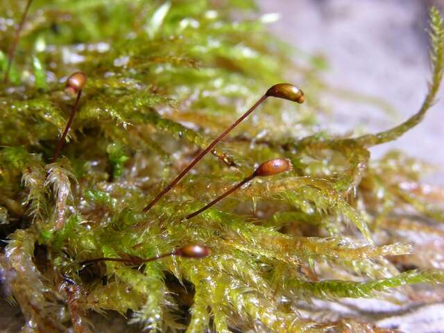 Image of rough-stalked feather-moss