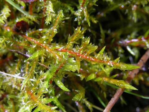 Image of calliergonella moss