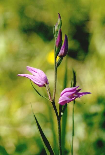 Image of cephalanthera