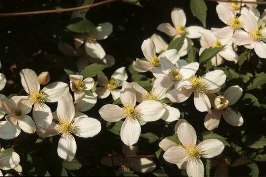 Image of Himalayan Clematis